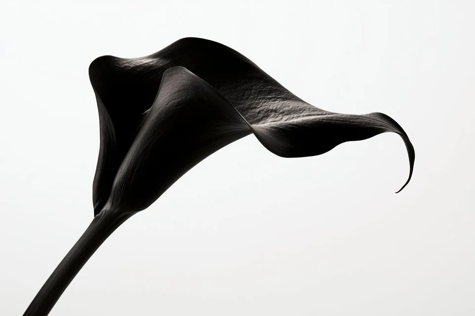 High-Key Studio Portrait of a Black Calla Lily