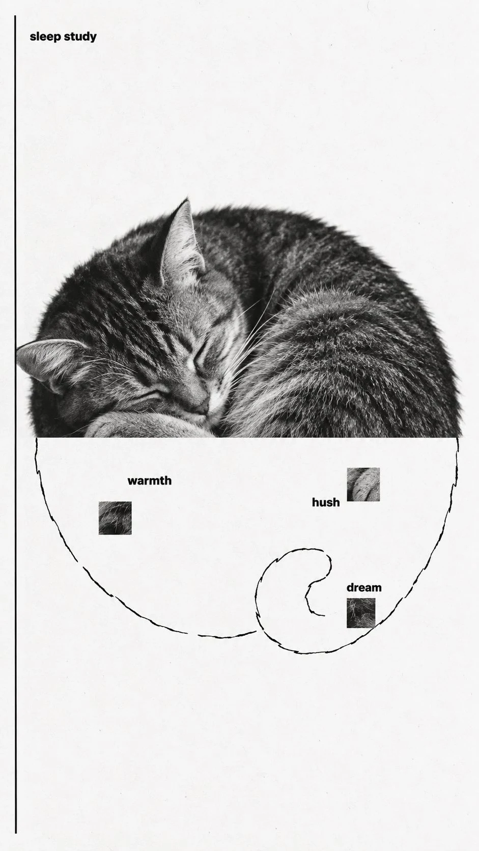 sleep study poster with sleeping tabby cat erasure